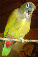 Image of Scaly-headed Parrot