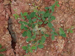 Image of showy pigeonpea