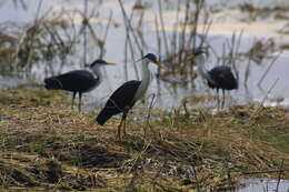 Image of Pied Heron