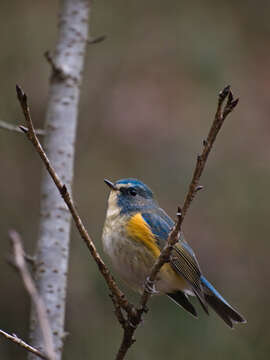 Image of Orange-flanked Bush-Robin