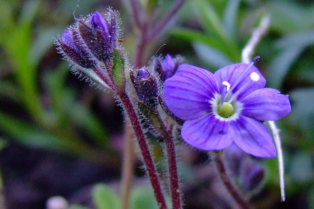 Image of leafless-stemmed speedwell