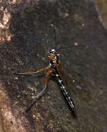 Image of Sabre wasp