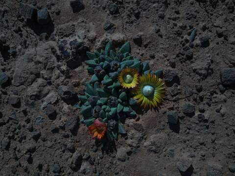 Image of Nananthus vittatus (N. E. Br.) Schwant.