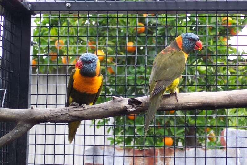 Image of Red-collared Lorikeet