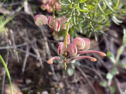 Image of Grevillea lanigera A. Cunn. ex R. Br.