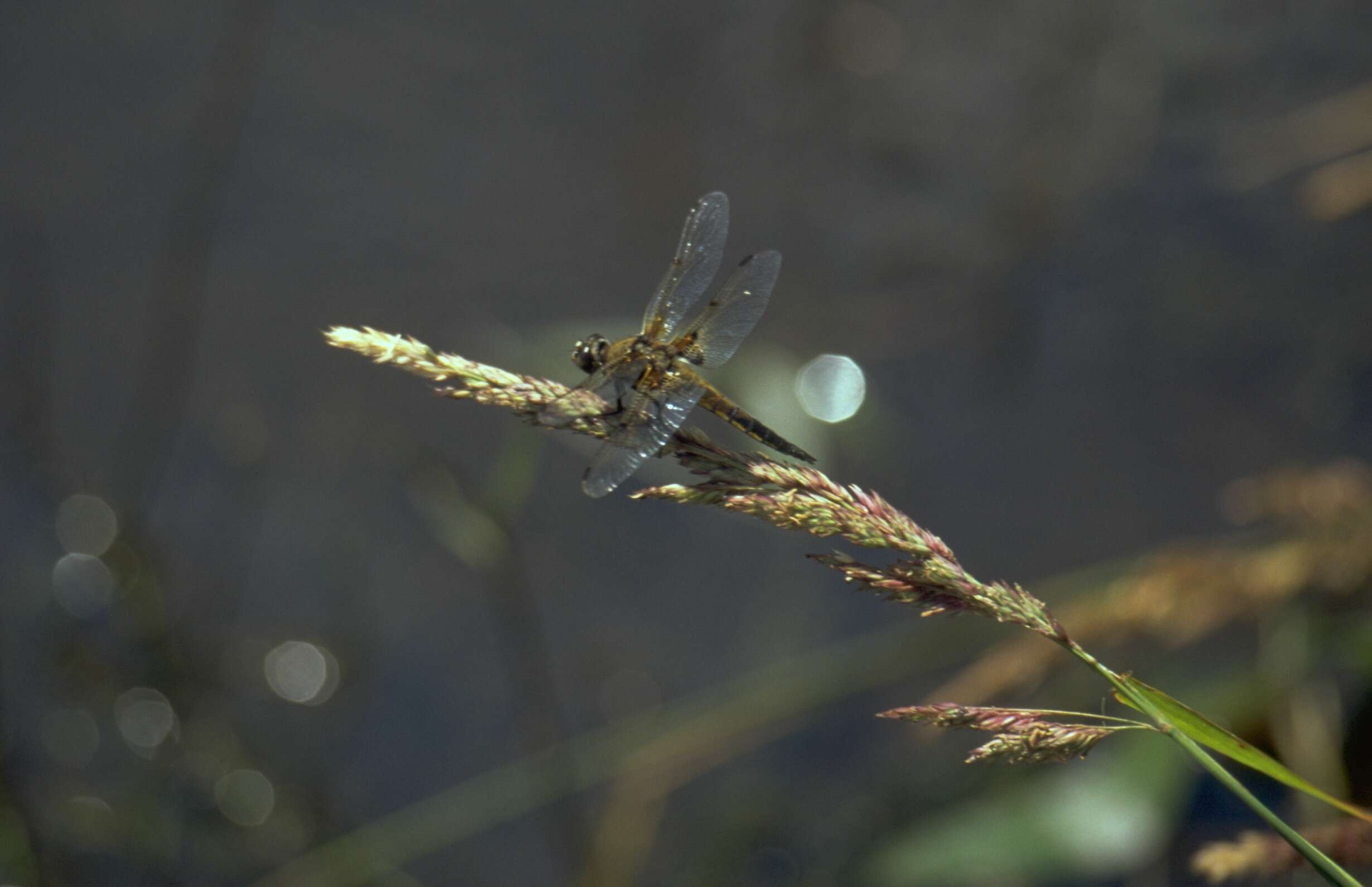 Image of Four-spotted Chaser