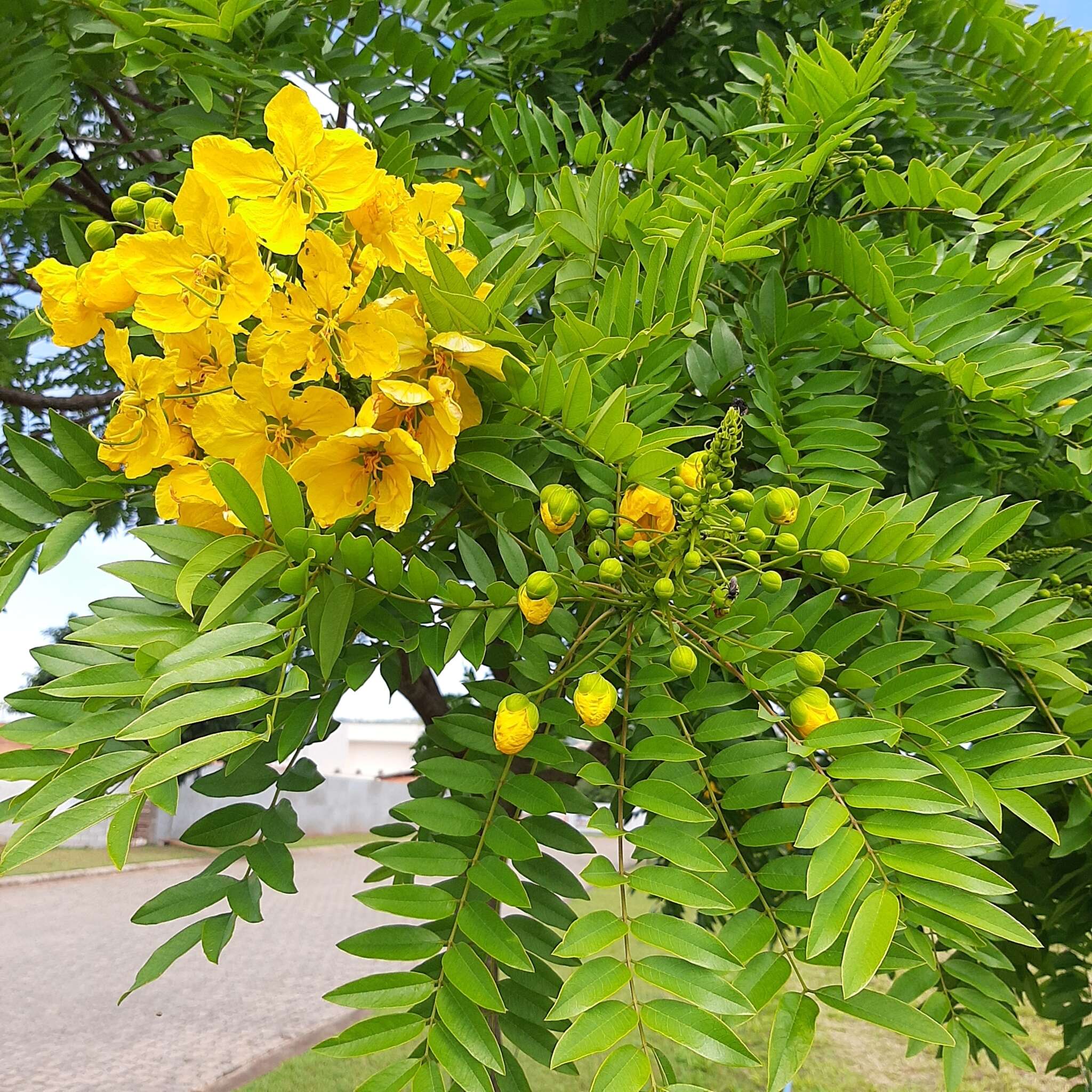 Imagem de Cassia leptophylla Vogel