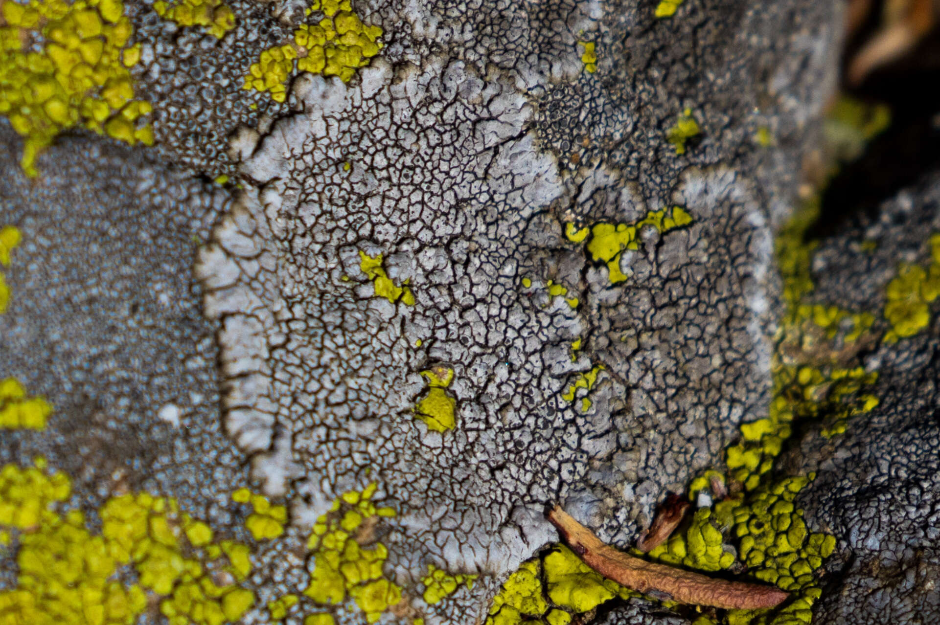 Image of mountain lichen