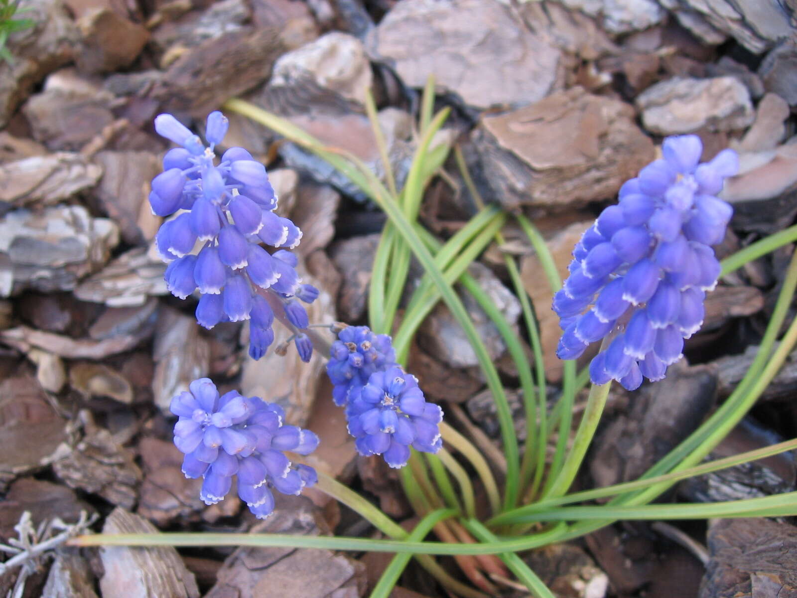 Image of Armenian grape hyacinth