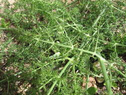 Image of fennel