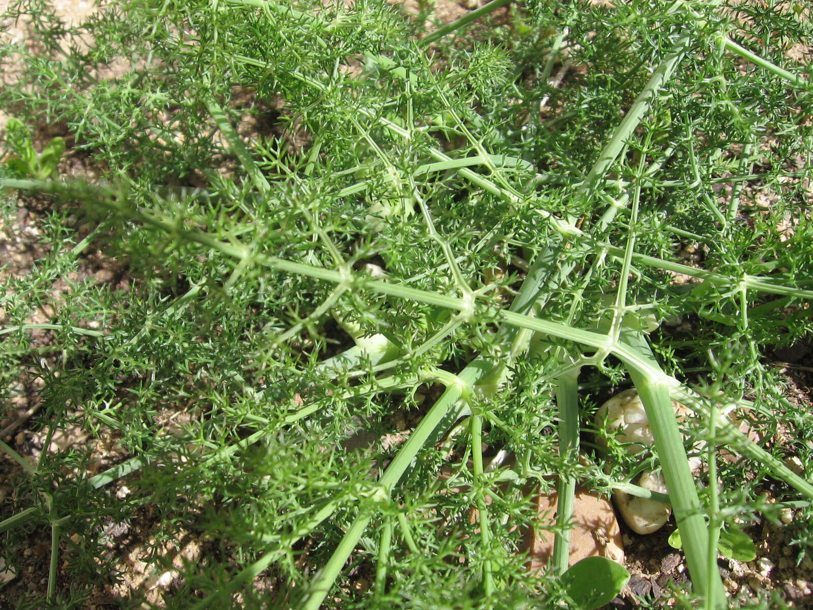 Image of fennel