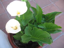 Image of Arum lily