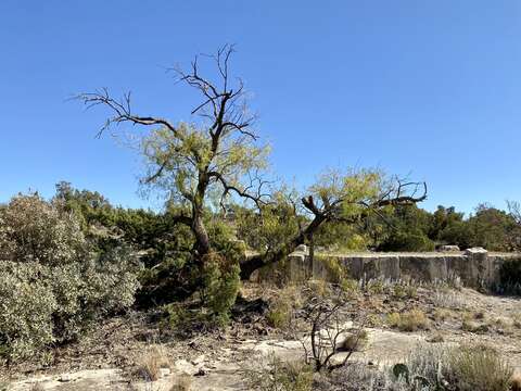 Image of honey mesquite