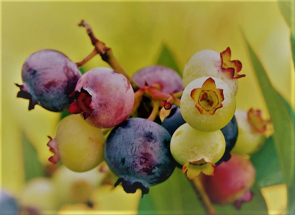 Vaccinium sect. Cyanococcus的圖片