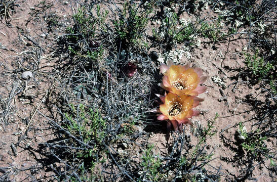 Echinopsis marsoneri Werderm. resmi