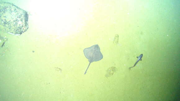 Image of Roughtail skate