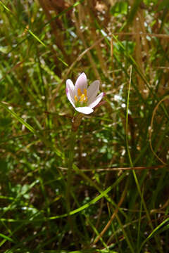 Imagem de Zephyranthes minima Herb.