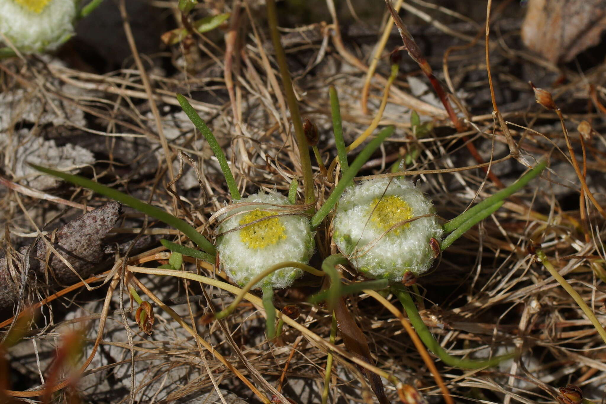 Image of Myriocephalus rhizocephalus (DC.) Benth.