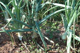 Image of garden onion