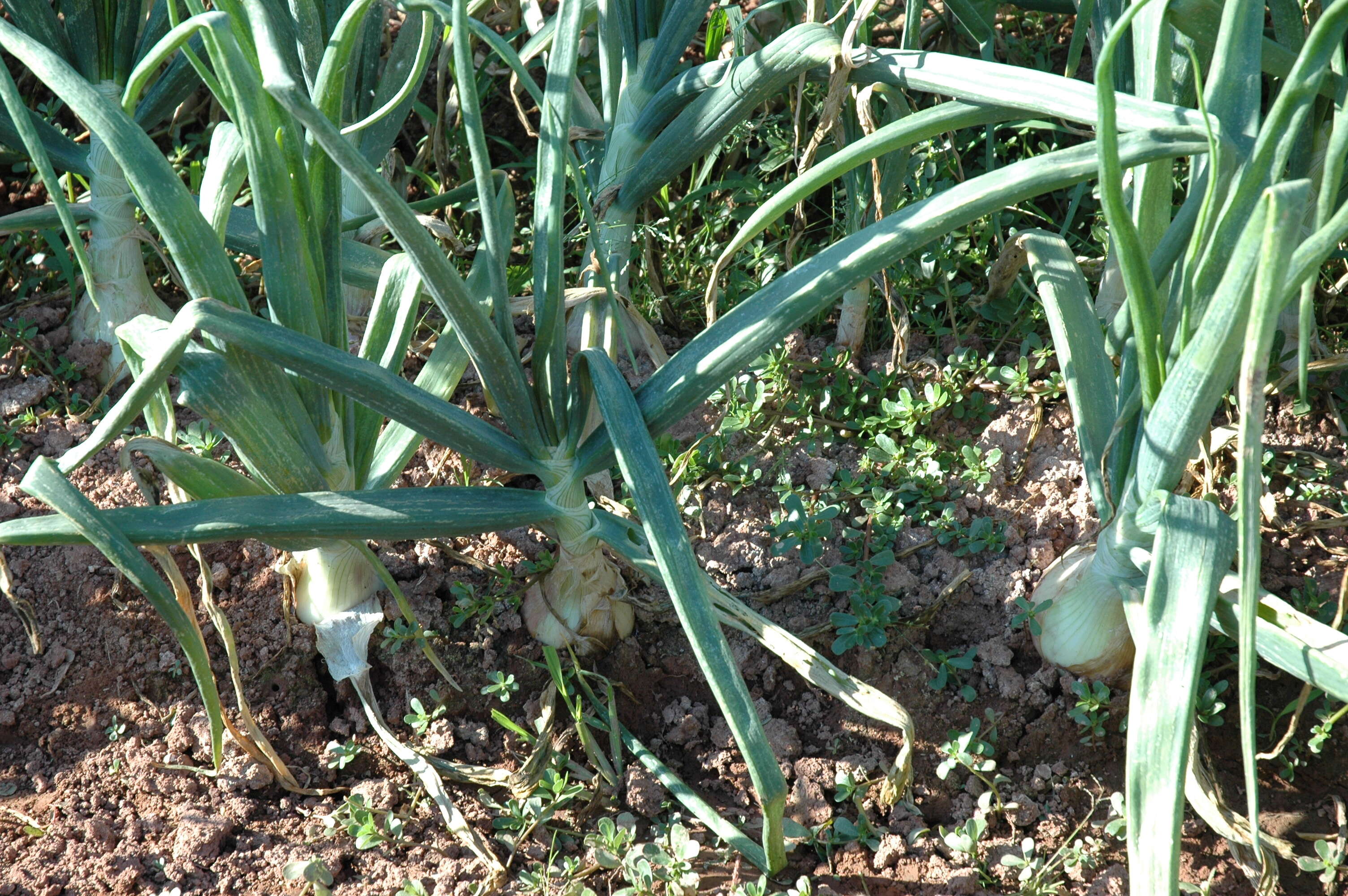 Image of garden onion