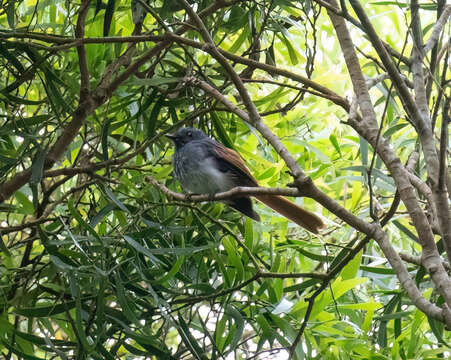 Image of Visayan Fantail