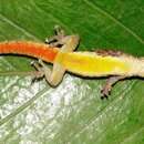 Lygodactylus broadleyi Pasteur 1995 resmi