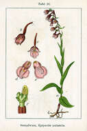 Imagem de Epipactis palustris (L.) Crantz