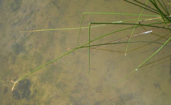 Image of lakeshore bulrush