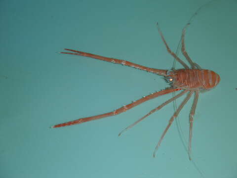 Image of typical squat lobster