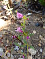 Image of Layne's monkeyflower