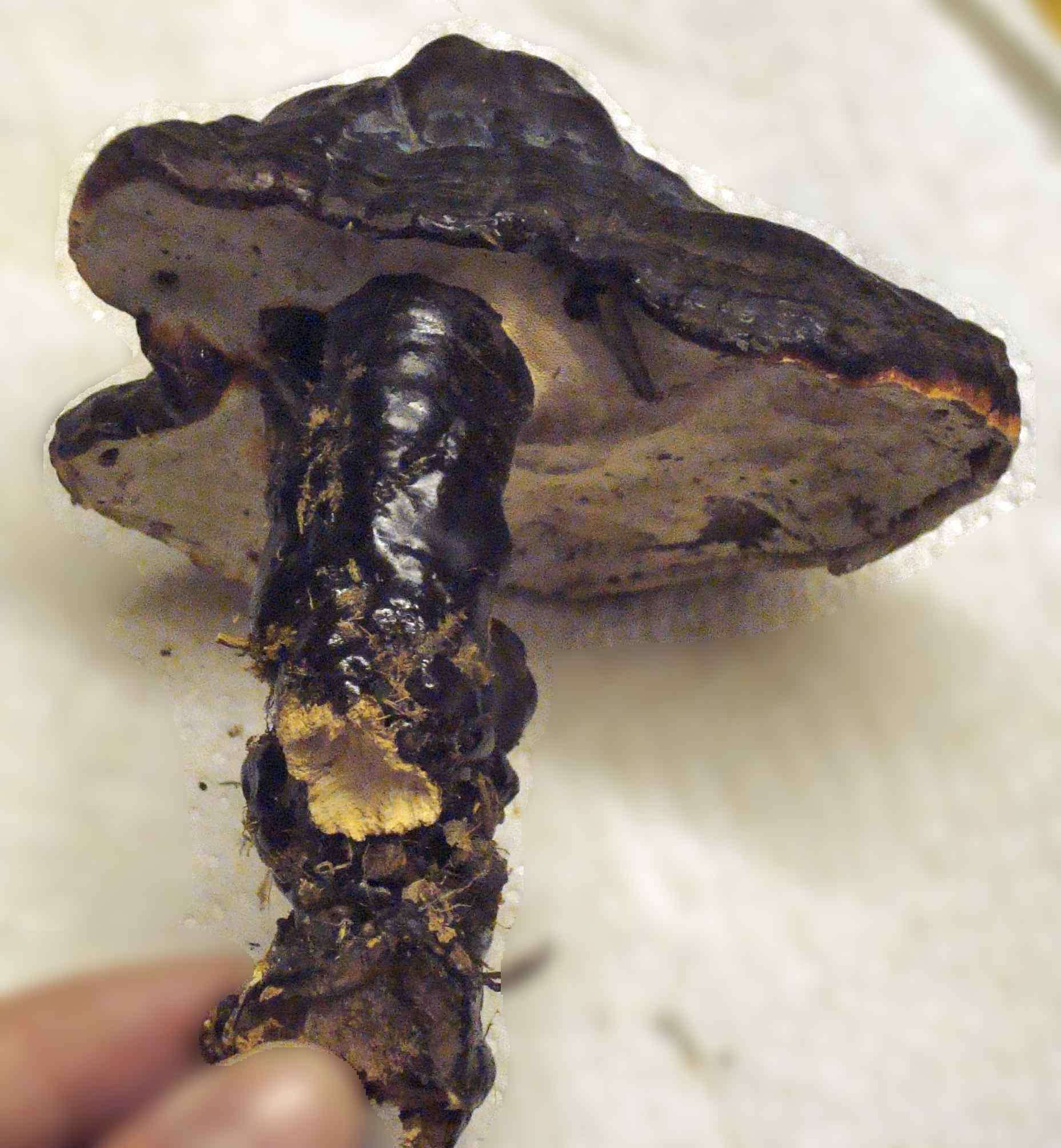 Image of lingzhi mushroom