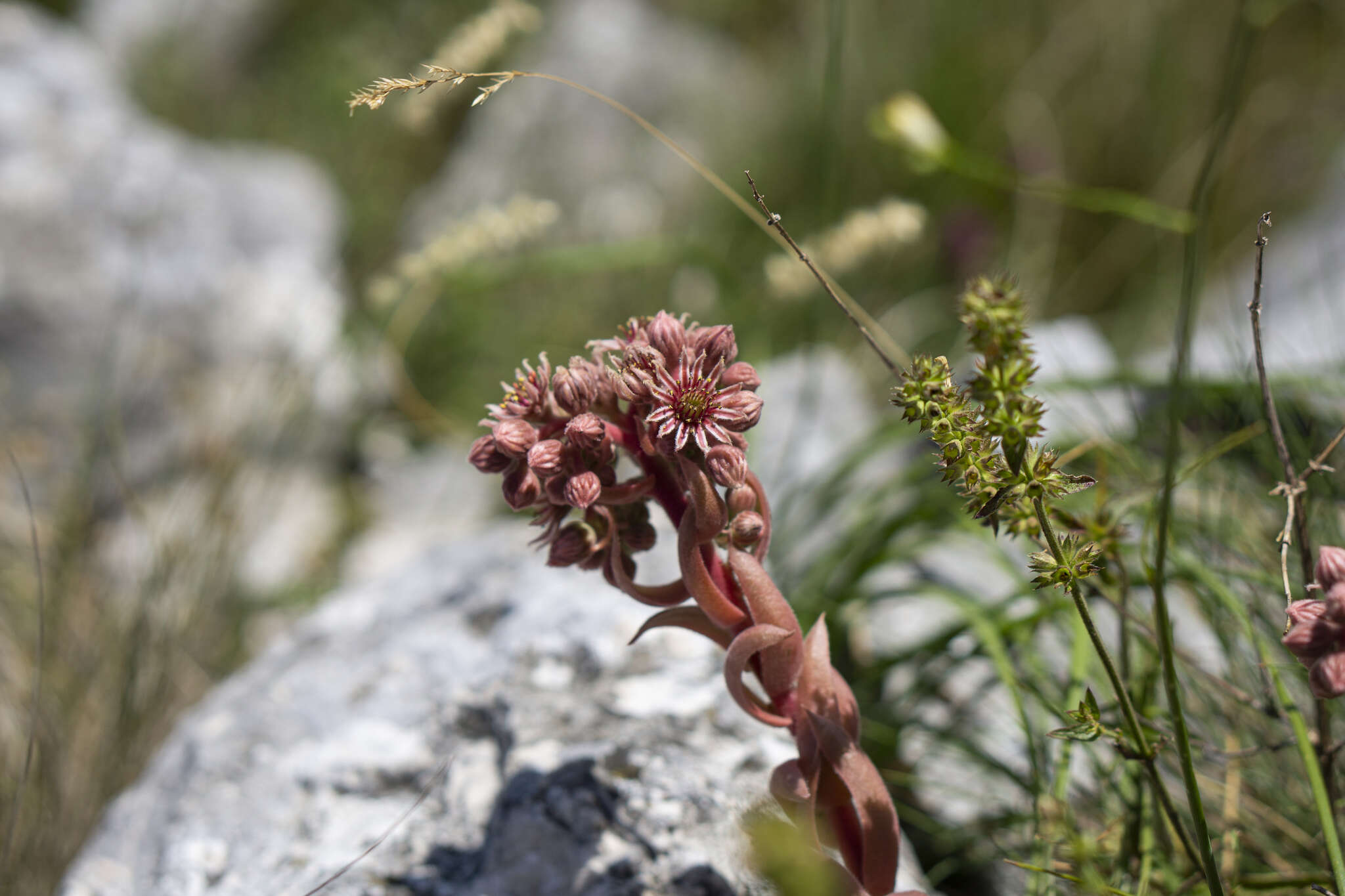 Image of Sempervivum marmoreum Griseb.