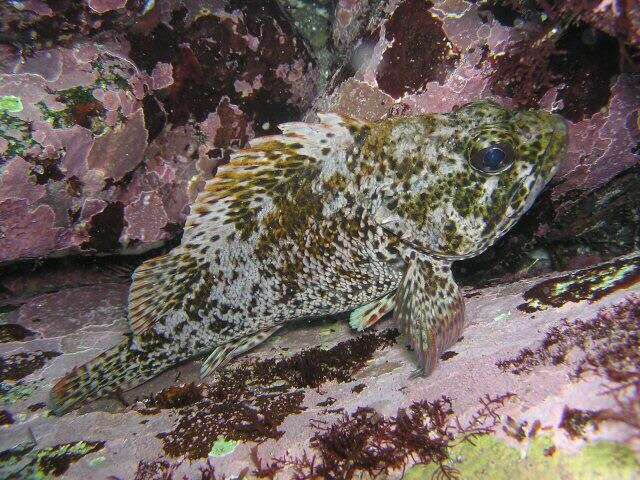 Image of Brassblotched rockfish