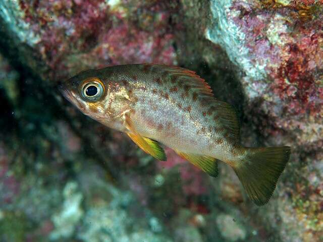 Image of Dark-banded rockfish