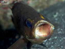 Image of Dark-banded rockfish