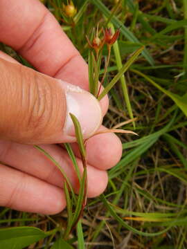 Imagem de Lysimachia quadriflora Sims