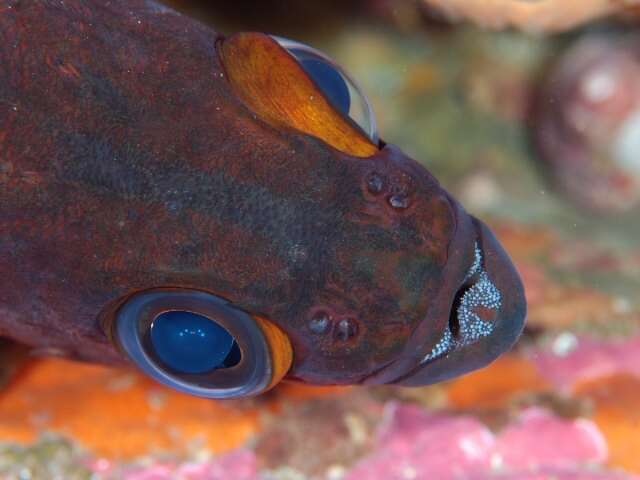 Image of Dark-banded rockfish