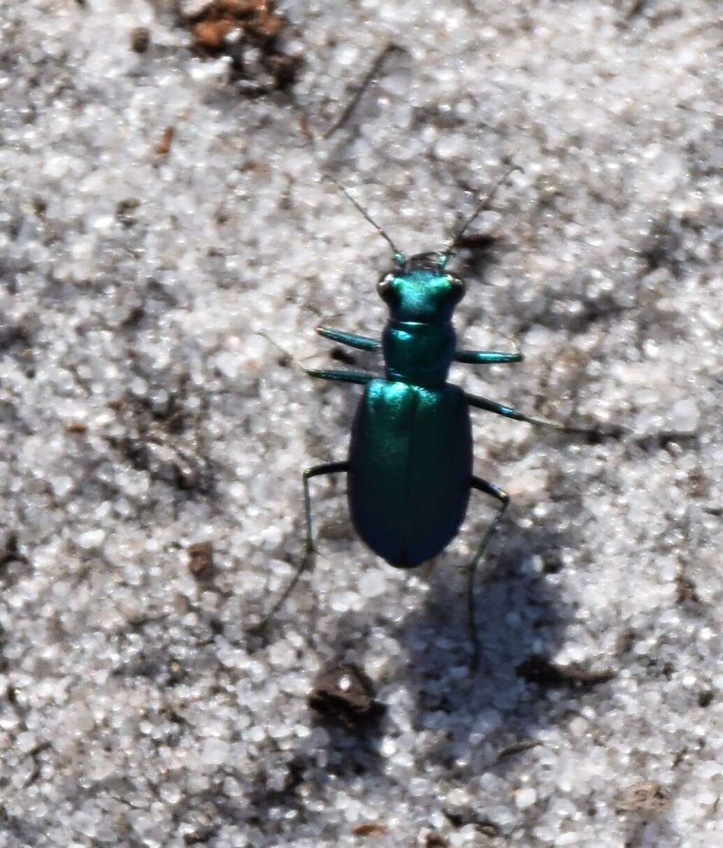 Image of Cicindela (Cicindela) scutellaris unicolor Dejean 1825