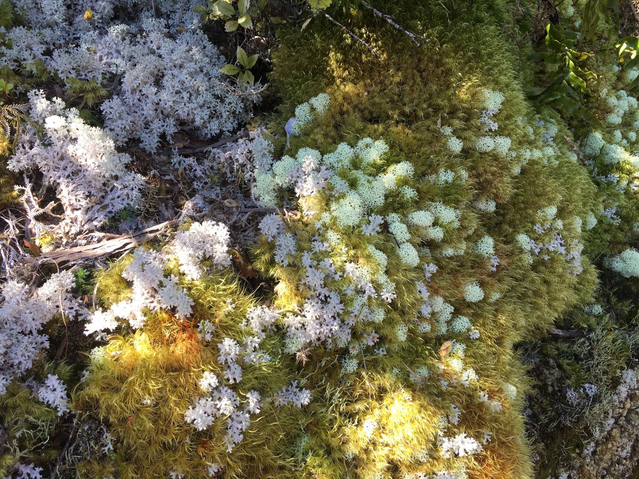 Image of Cladonia confusa R. Sant.