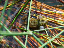 Image de Petite grenouille verte