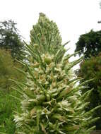 Image de Puya raimondii Harms