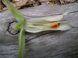 Image de Puya raimondii Harms