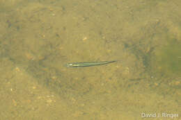 Image of Blackstripe Topminnow