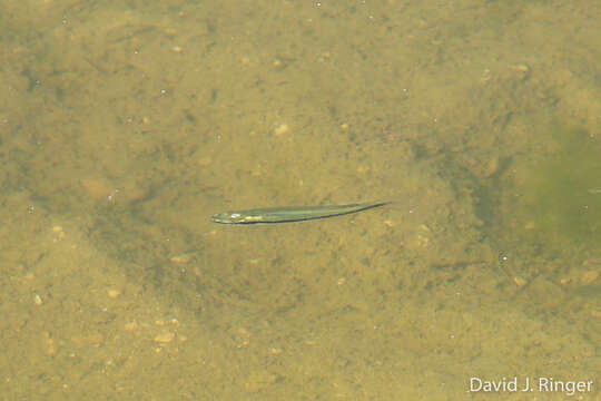 Image of Blackstripe Topminnow