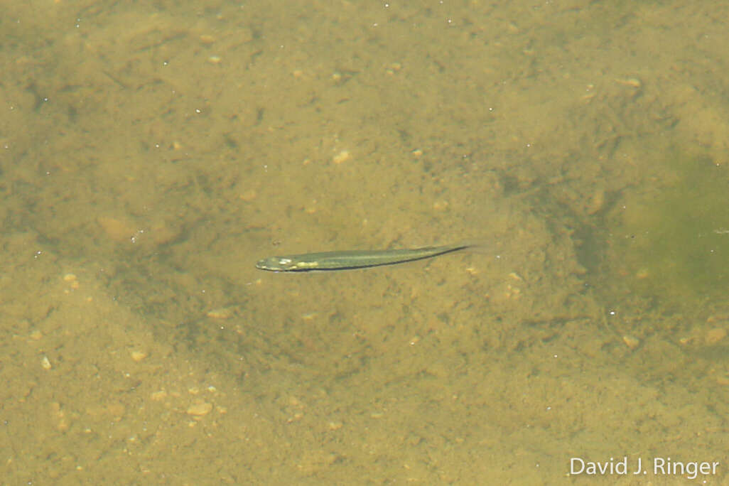 Image of Blackstripe Topminnow