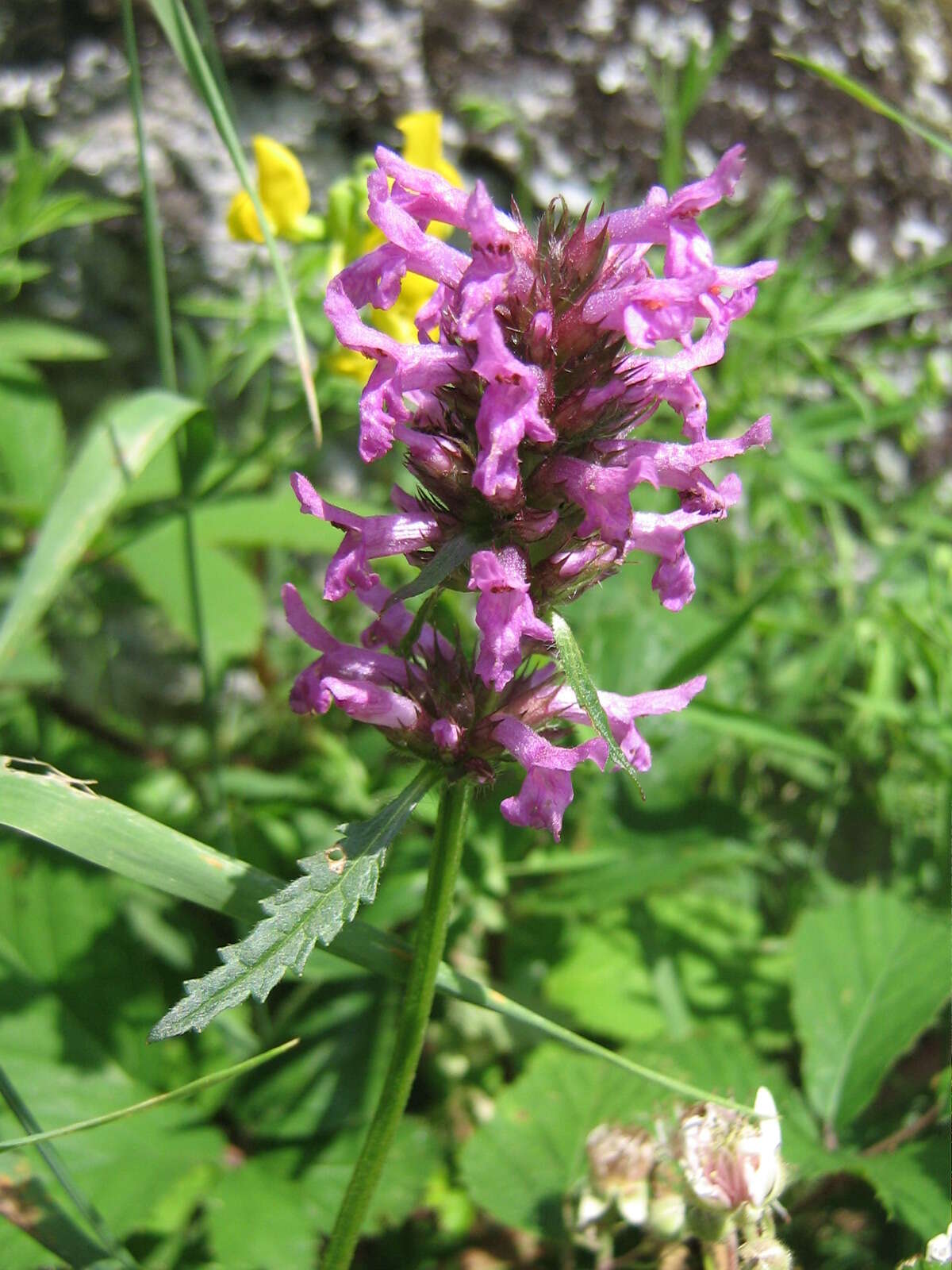 Image de Betonica officinalis L.