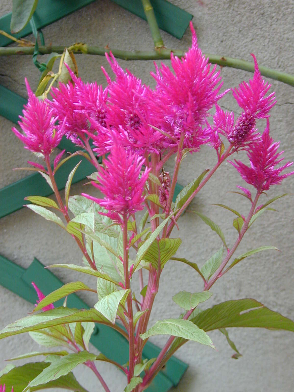 Imagem de Celosia argentea L.