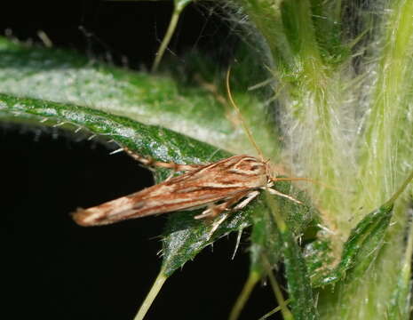 Image of Stathmopoda cephalaea Meyrick 1897