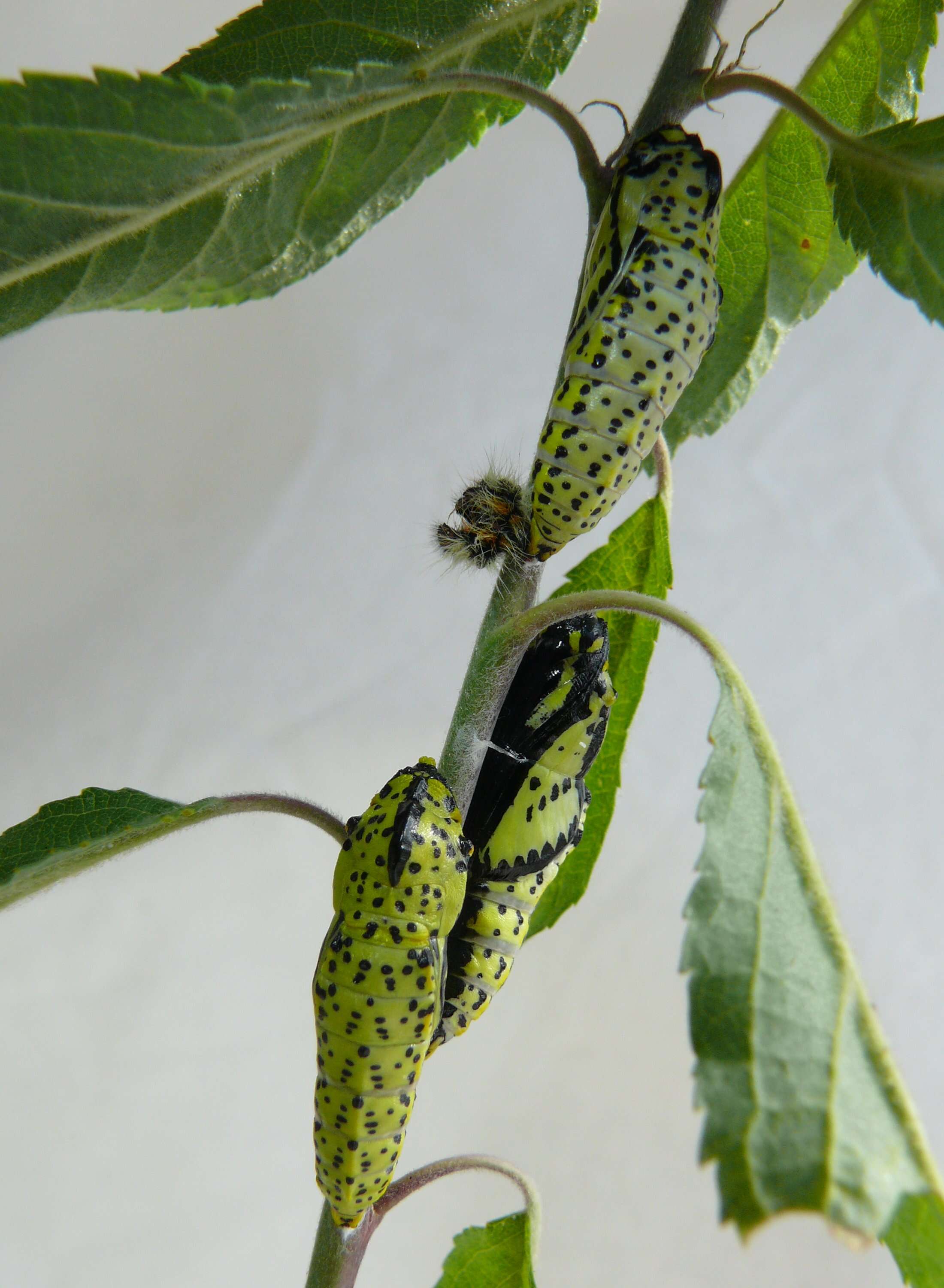 Image of Black-veined White