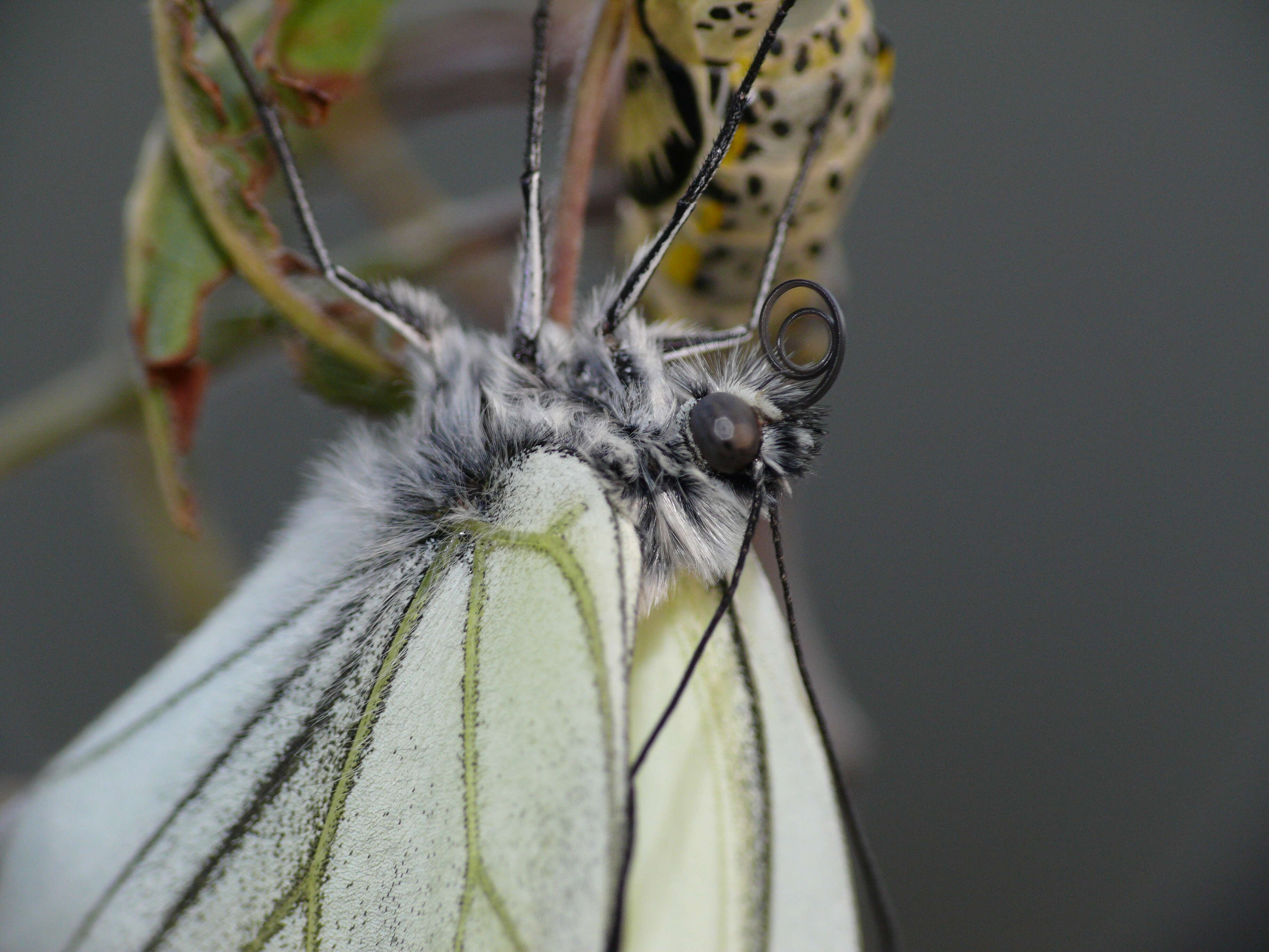 Image of Black-veined White